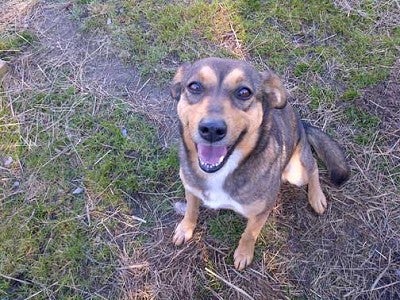 Field of hotsell dreams dog kennel