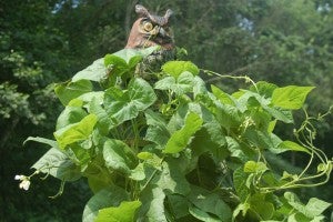Al the owl, promoted to garden watch owl, practices the art of camouflage while keeping an eye on the pole beans. (Photo by Marge Swayne)