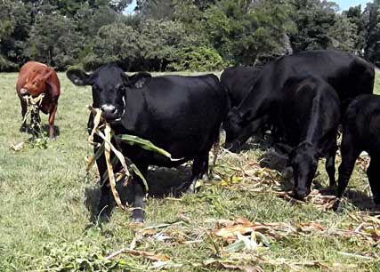 livestock antibiotics