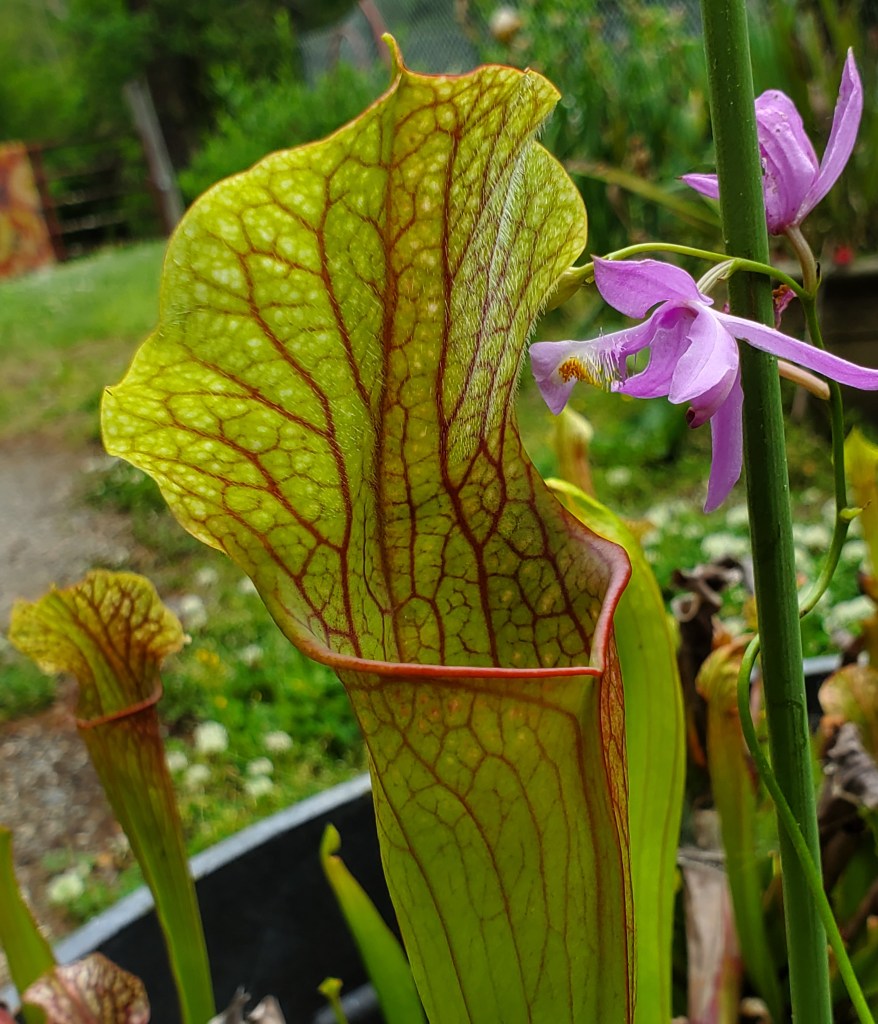 Growing picture perfect pitcher plants Farmville Farmville