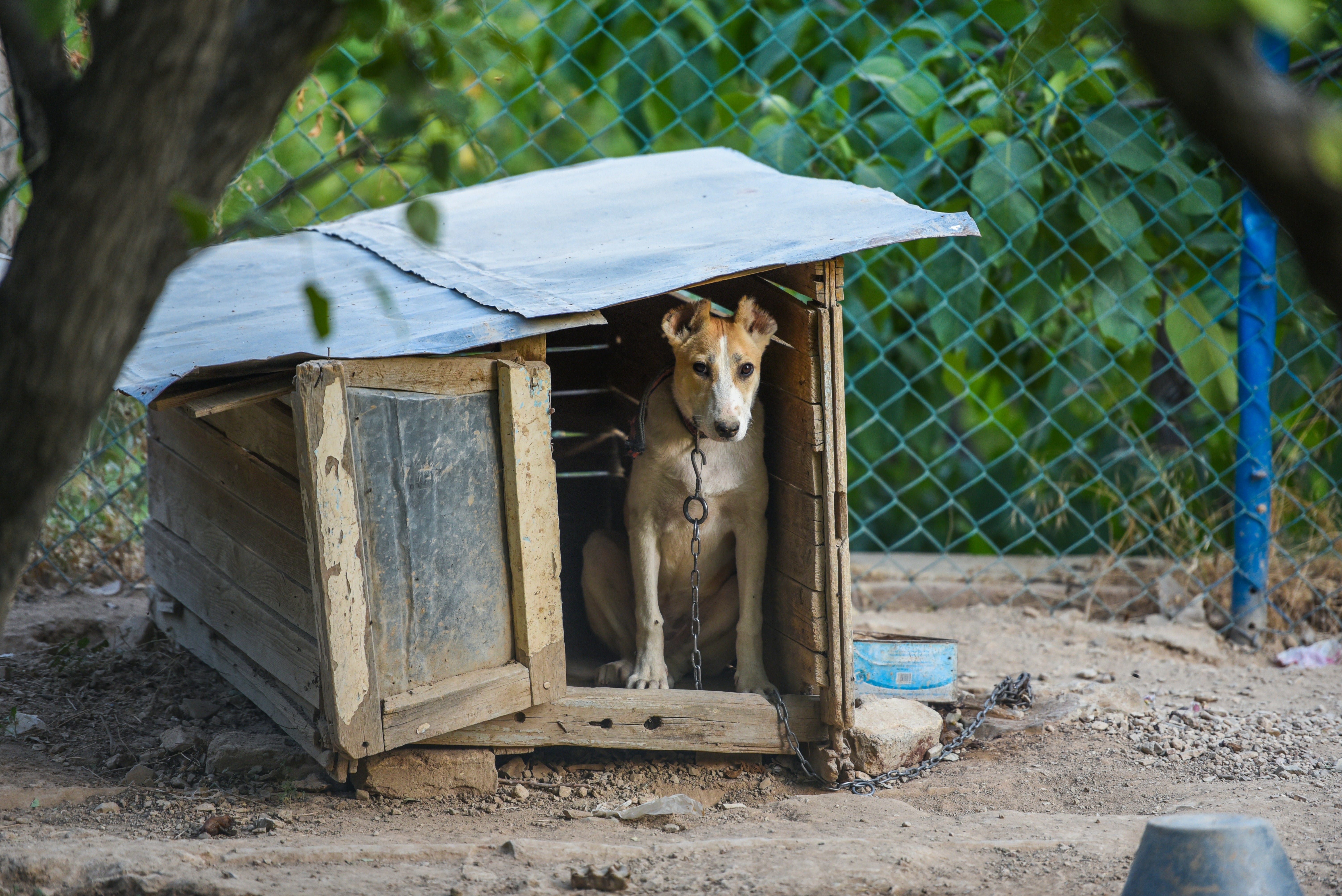 Starkville seeks to legally protect restaurants that allow dogs on patios -  The Dispatch