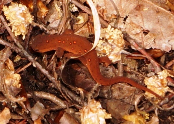 orange salamander poisonous