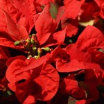 Herald Community Calendar