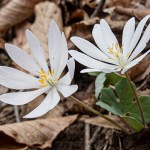 spring forecast
