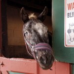 White Bird Appaloosa Horse Rescue