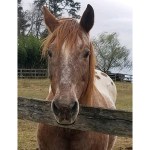 White Bird Appaloosa Horse Rescue