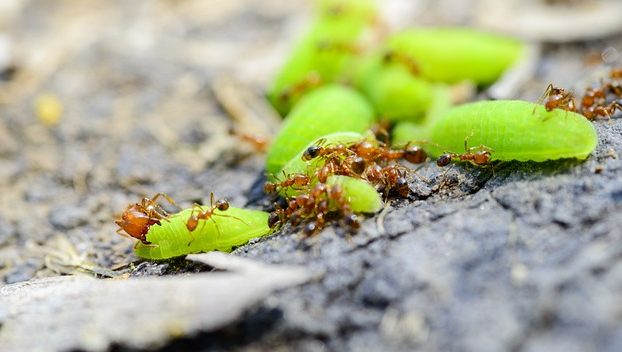 fire ant quarantine