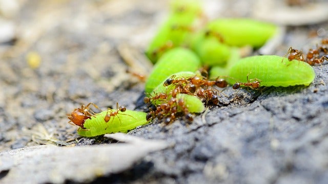 fire ant quarantine