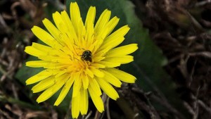 plant native