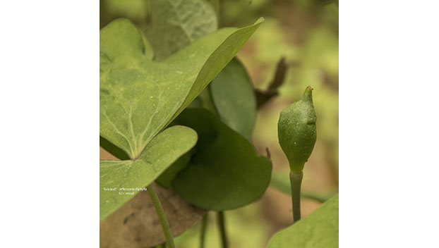 Mother Nature's Garden