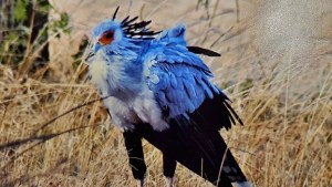 Bird Club