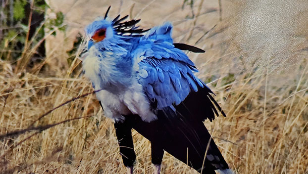 Bird Club