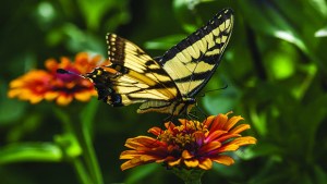 butterflies