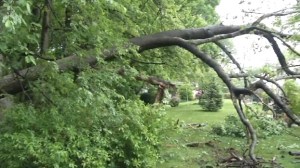 storm cleanup