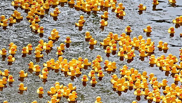 Farmville Duck Derby
