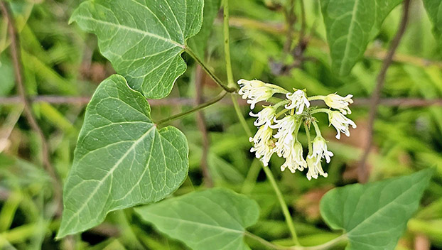 Honeyvine