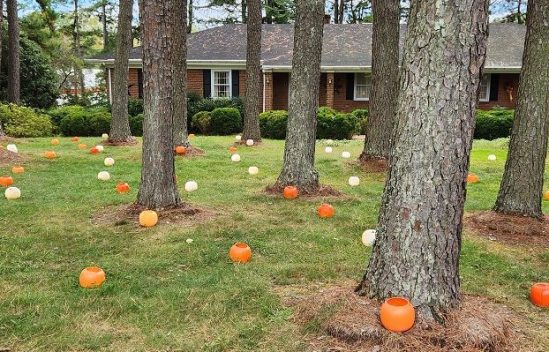 Pumpkin Patch