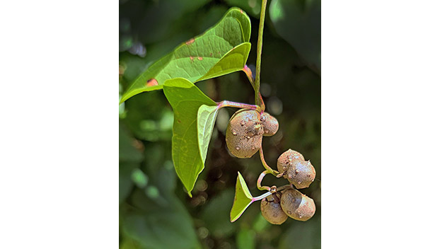 chinese yam