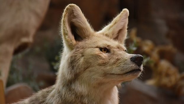 Coyote problem