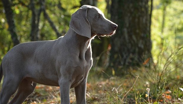 Meherrin deer hound