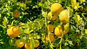 Hardy Citrus