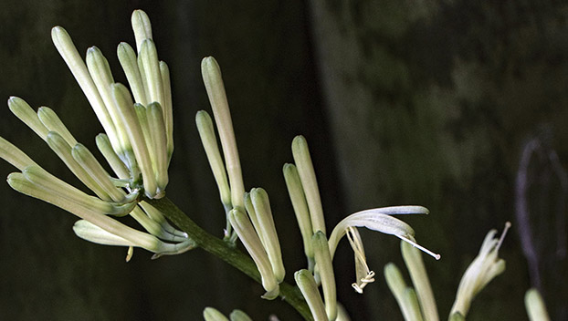 Snake Plant