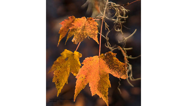 importance of trees