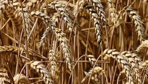 Virginia wheat