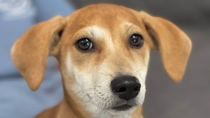Flea Flicker Animal Planet Puppy Bowl