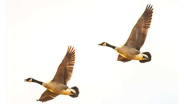 Great Bird Count Naturalist