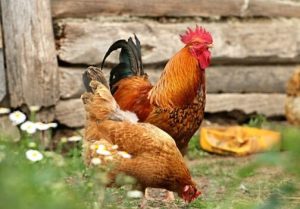Poultry Cooperative