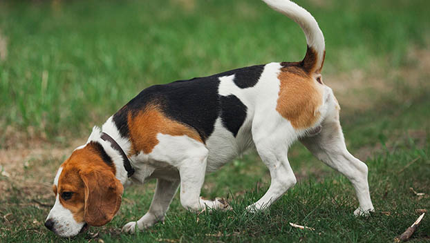 Hunting with Hounds
