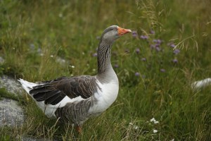 goose