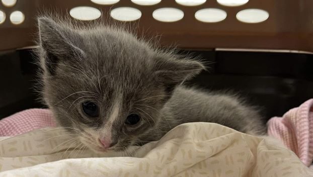 Kitten dumping