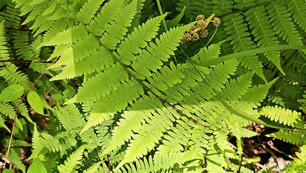 ferns