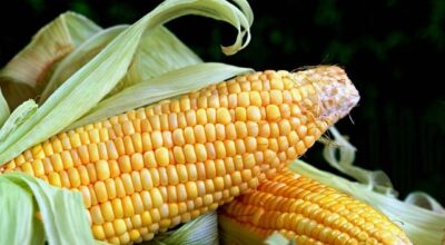corn prices