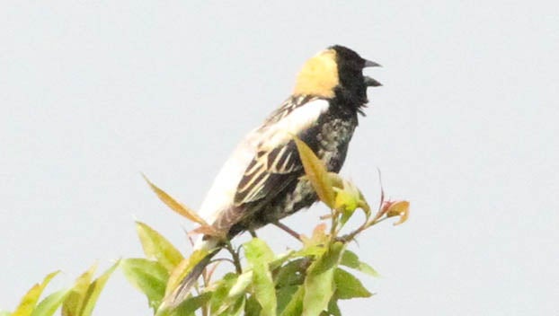 Margaret Watson Bird Club