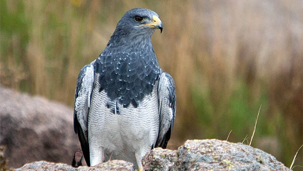 Bird Club members travel around Cape Horn