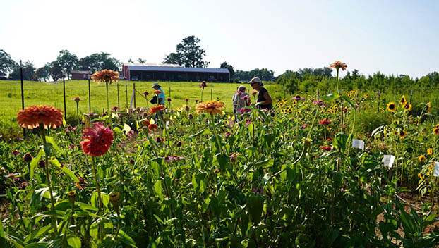Farmers see cut flower industry blossom